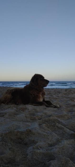 La Flor Azul house sea and forest