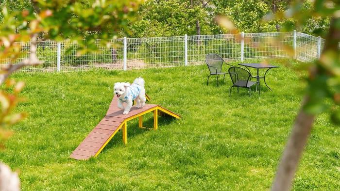 Yangyang Monti Pet Spa Pension