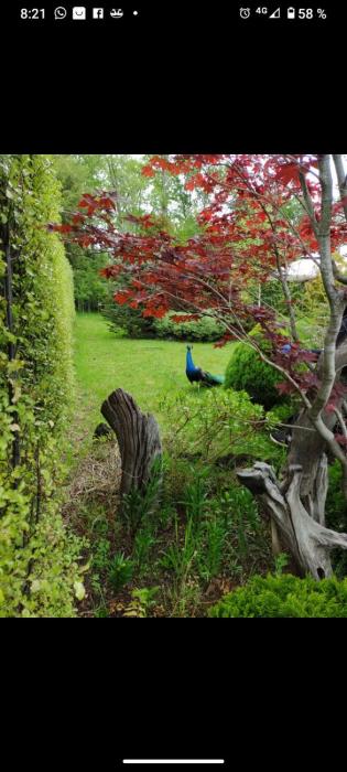 Cabañas Pétalos Villarrica Bungalows 2 personas