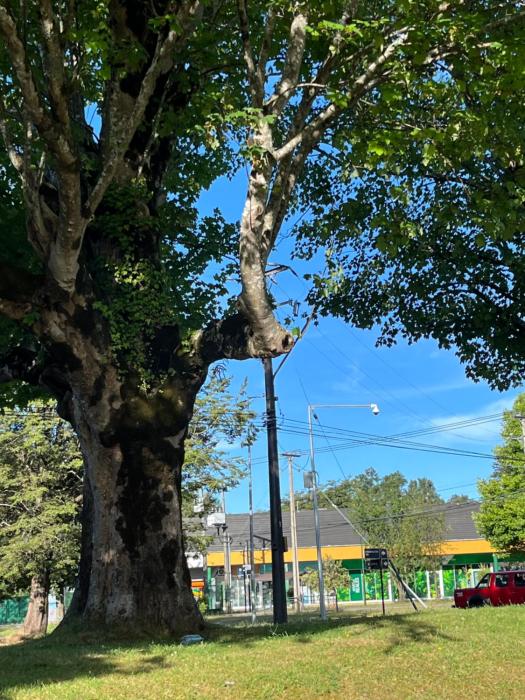 Cabaña Nueva residencial