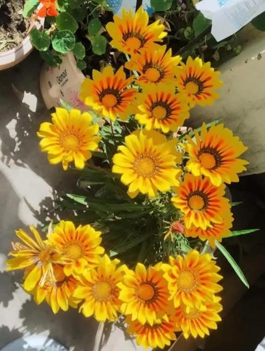 RAMA Narayan Homestay jageshwar