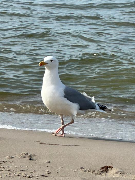 Villa Heideschloss Lubmin Ostsee Deutschland