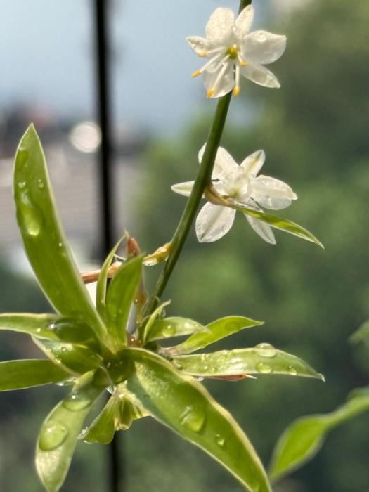 Căn hộ Opal Boulevard