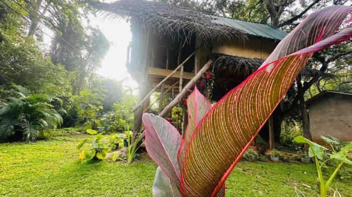 Sigiri Veenus Tree House