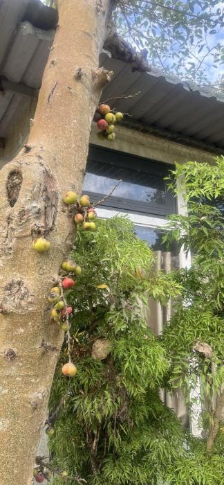 Khách sạn Vườn Bưởi