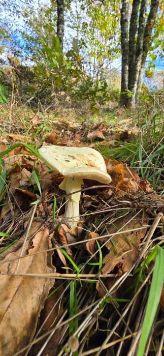 Bayo - terra essentia