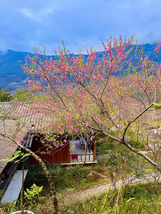 Tao Tay House - Ta Van