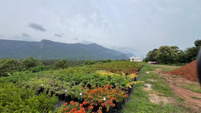 Bougain Villa Hilltreat