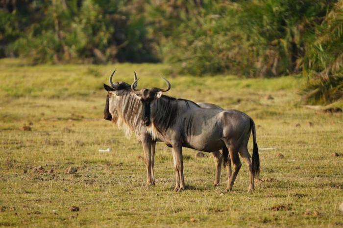KOIYAK Safaris Kenya