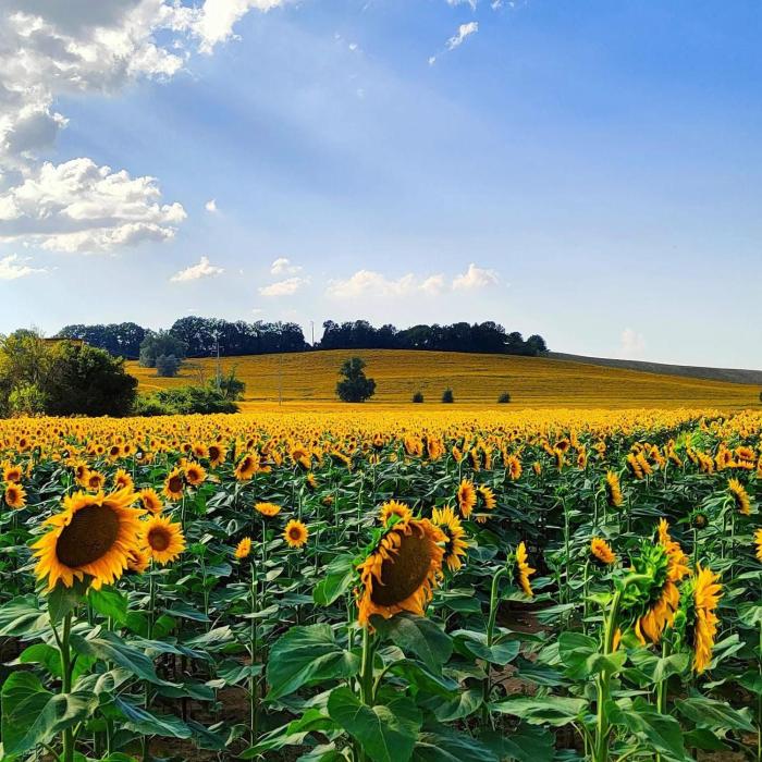 I Girasoli