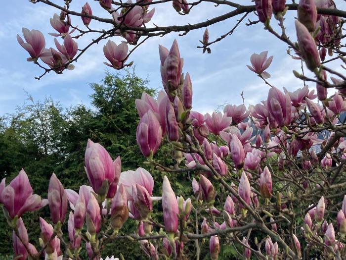 Haus Magnolia