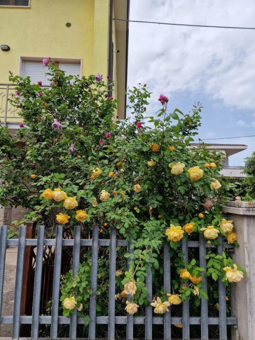 Casa delle Rose - sulla via per Assisi