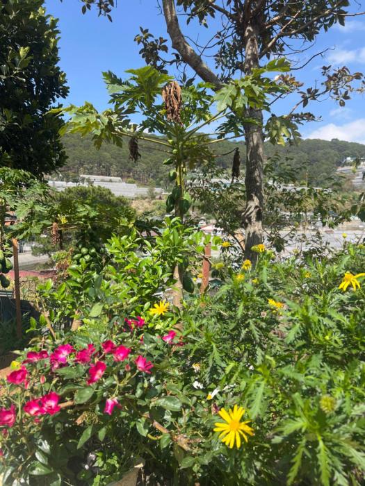 DALAT INN garden stay