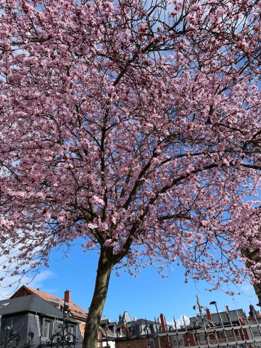 Haus am Kastanienwald