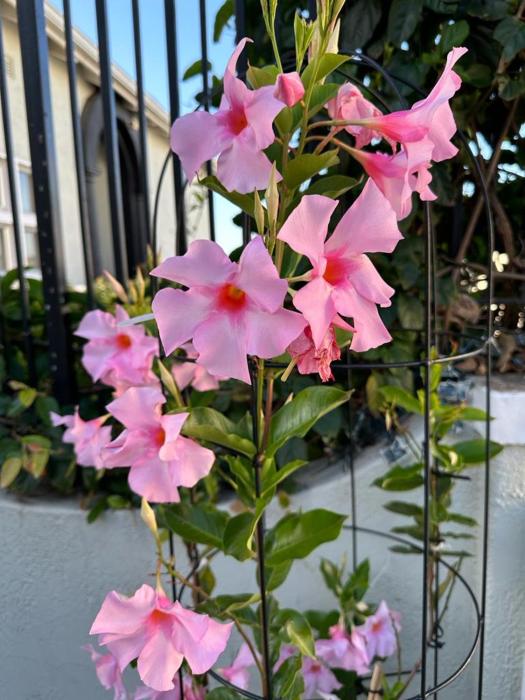 Vesper Luxury Apartment