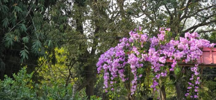 Aashiyana Residency Home Stay