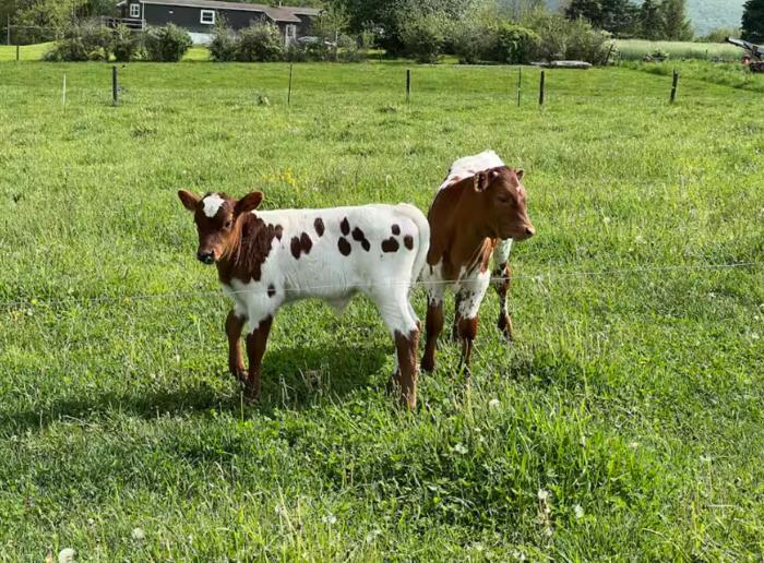 Pine Grove Scenic View Unforgettable Love Getaway