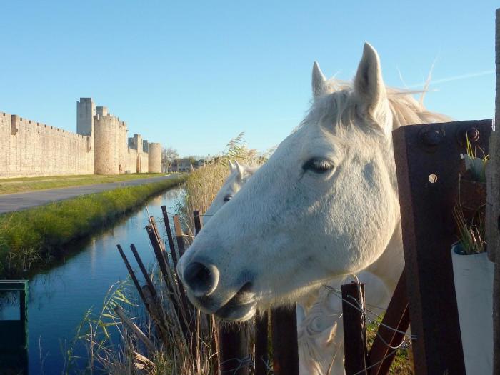 Aigues-Mortes en Camargue