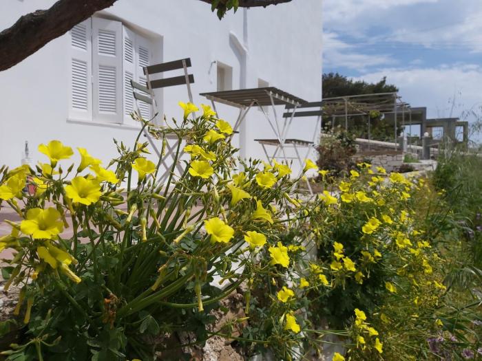Dandelion Paros Apartments IV