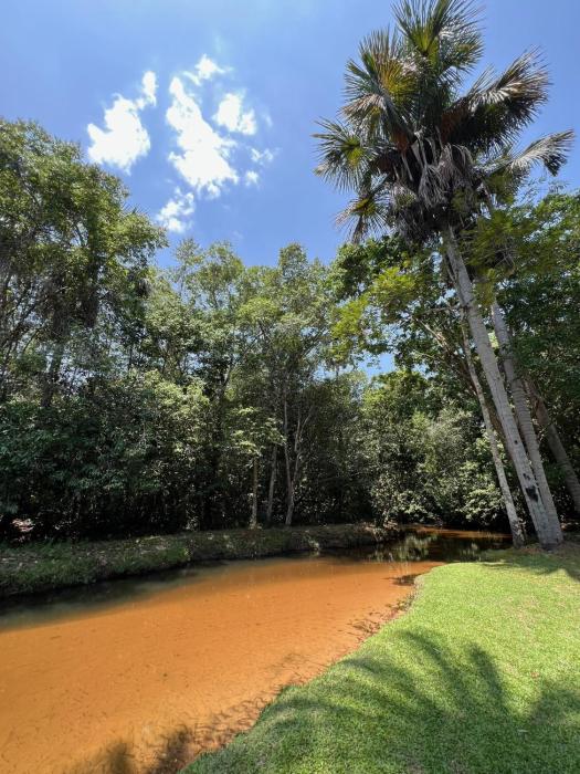 Bosque dos Buritis