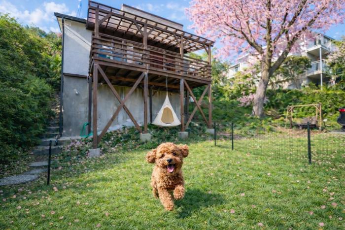 樹齢100年の大桜と天然温泉 サクラドッグガーデン伊豆熱川温泉