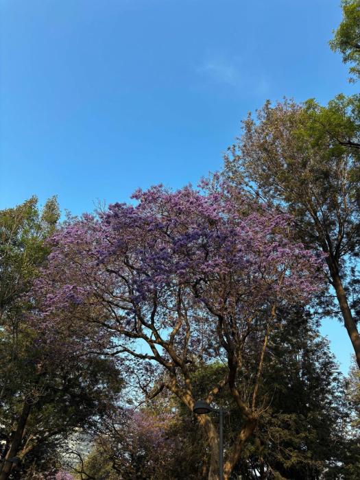 Fiesta Americana Reforma