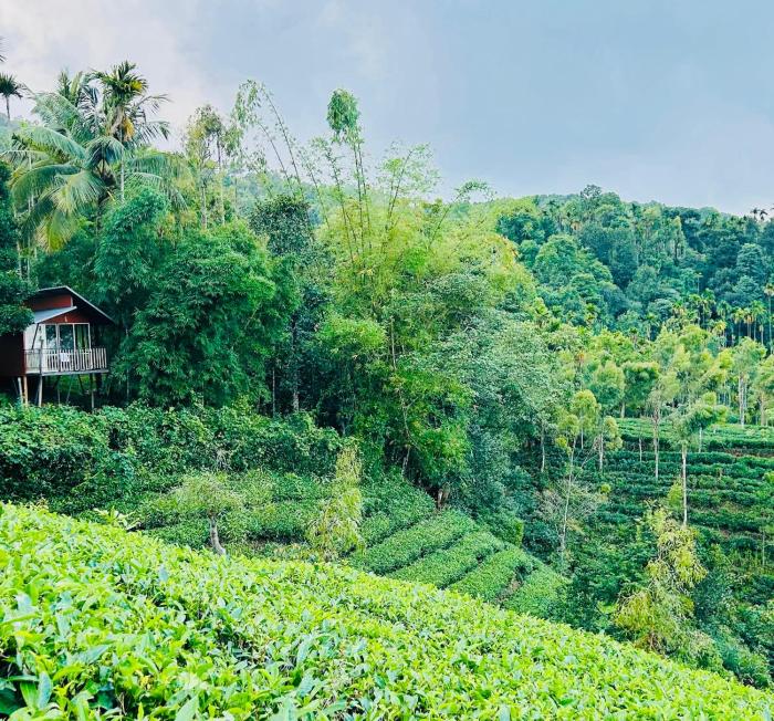 Hill wood nature touch resort