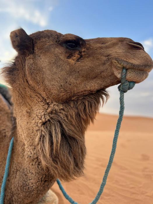 Camels house apartment