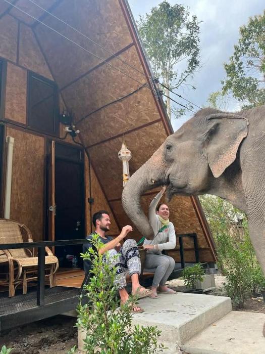 Hidden Gem Elephant