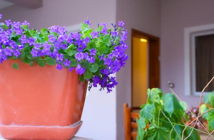 Bloom House Përmet