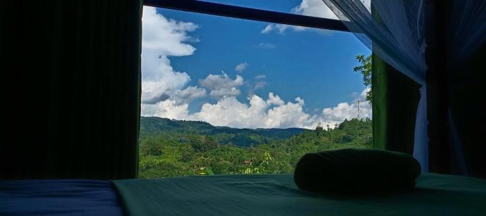 Rainforest Hide View