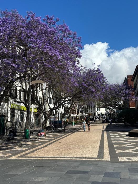 Teleferico Center Funchal