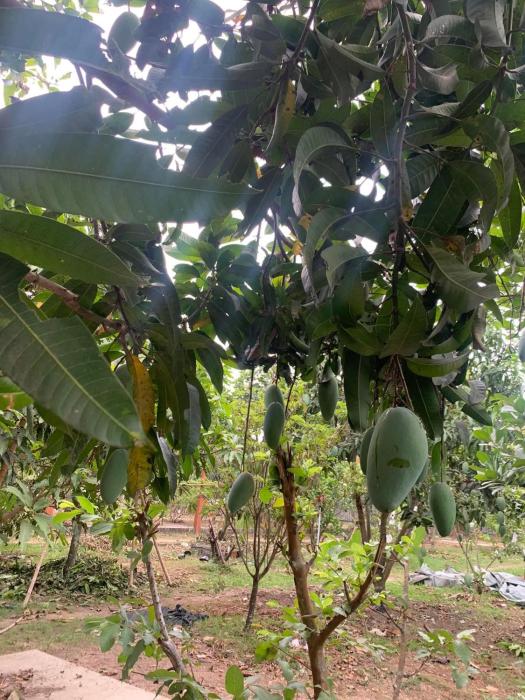 Nhà vườn nghỉ dưỡng Châu Thịnh Phát