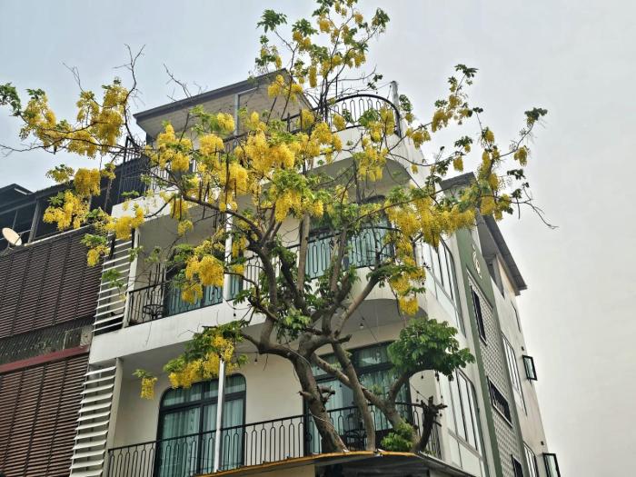 Serene Residence