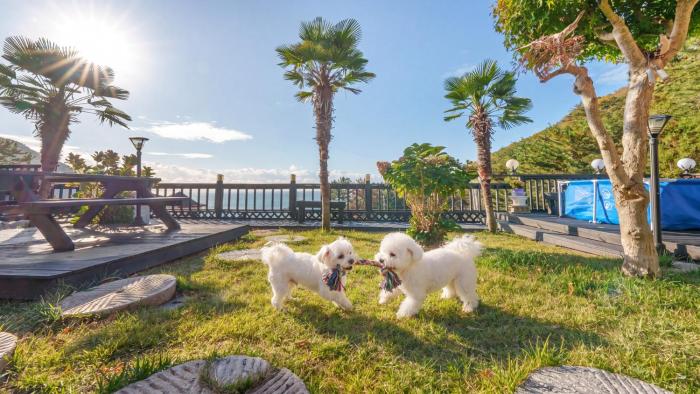 geoje yeoul pet-friendly pension