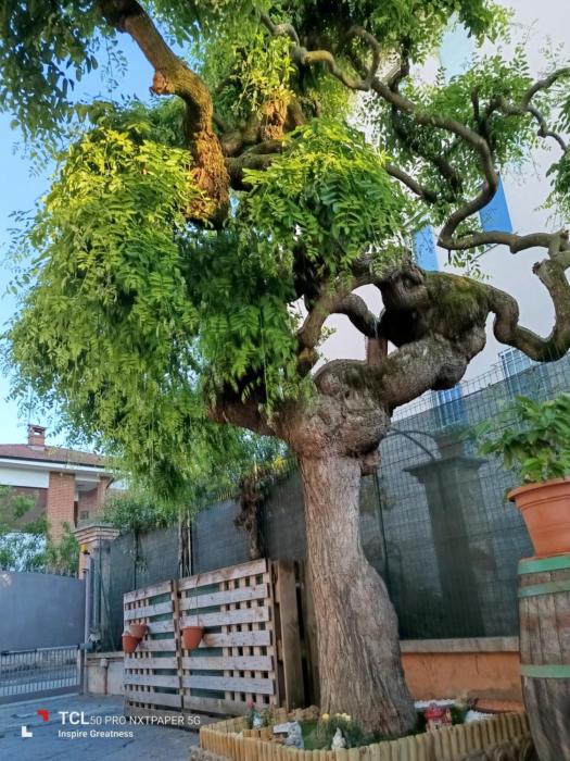 Lalbero del druido