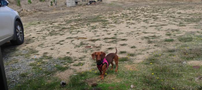 Refugio Pet-Friendly a 45 minutos de Concepción