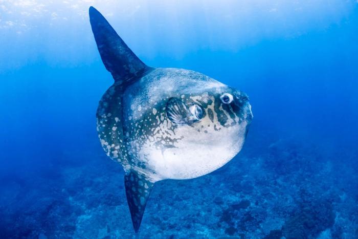 KRISS Bali Diving