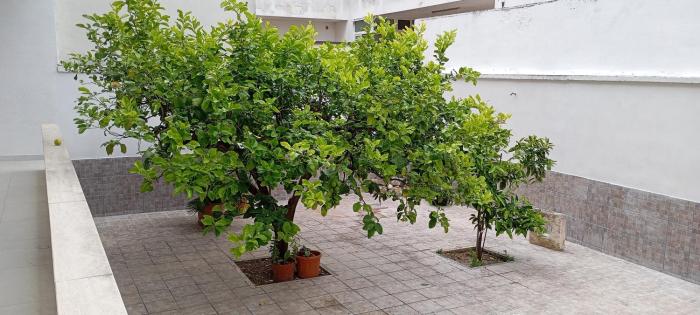 Il giardino dei limoni