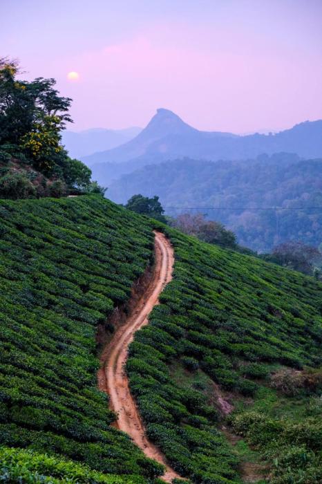 Grace Inn Homestay Munnar