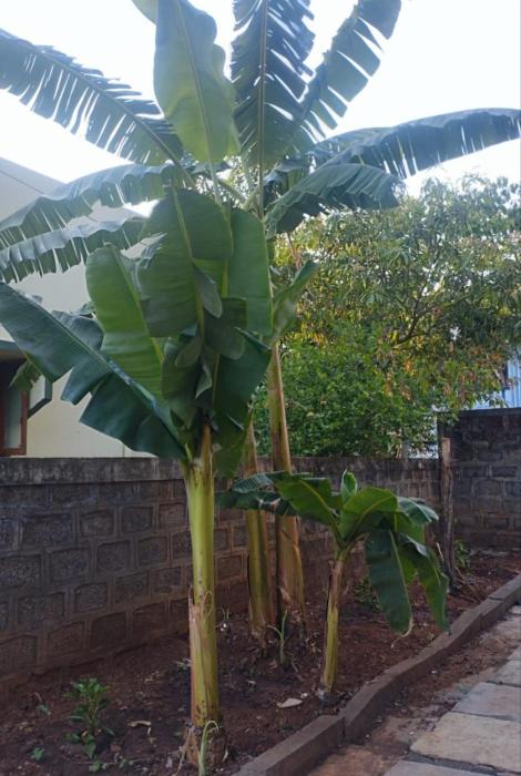 Visava budget friendly homestay