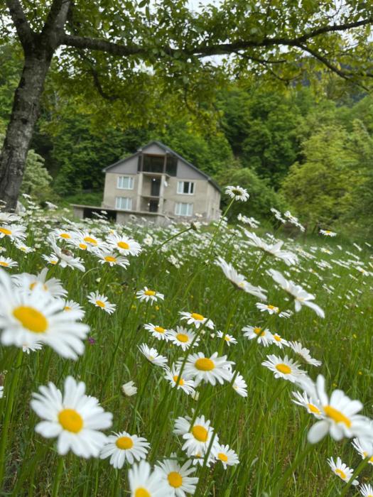 Guest House Tobuldar