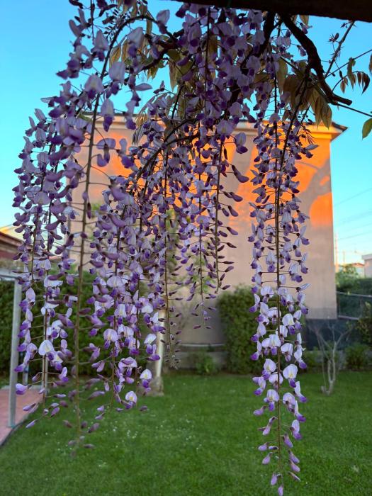 Domus Dafne Apartment
