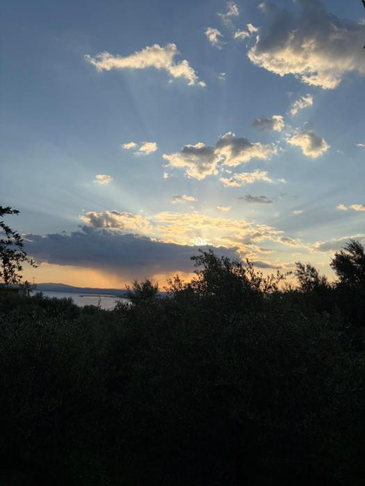 Verga Olive Grove Studio