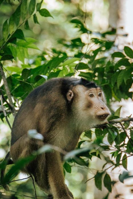 Orangutan Joint Trekking & Stay