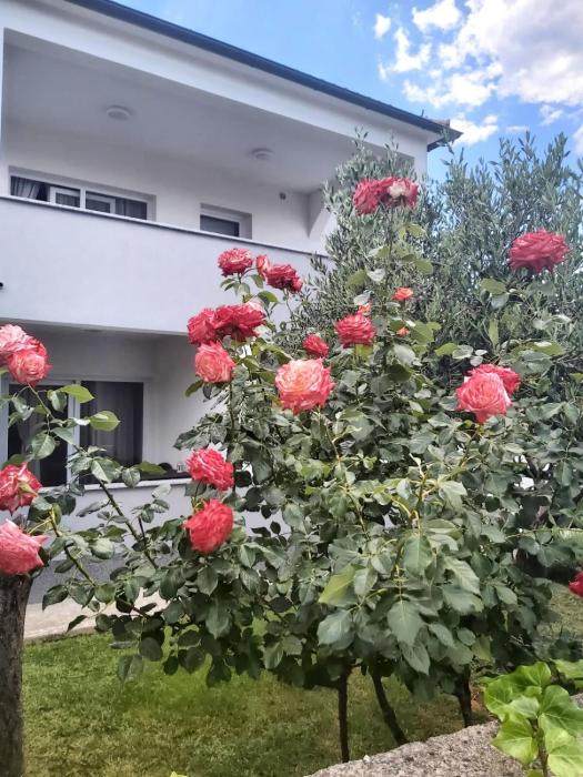 Apartment Rose Garden