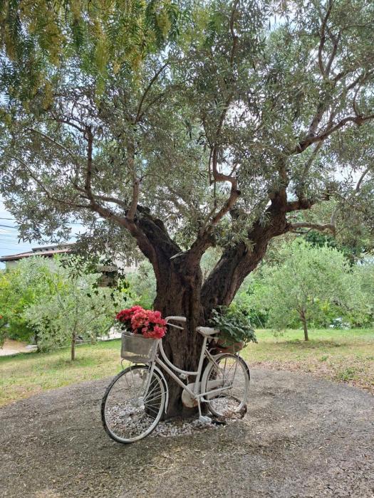 COLLINA FIORITA