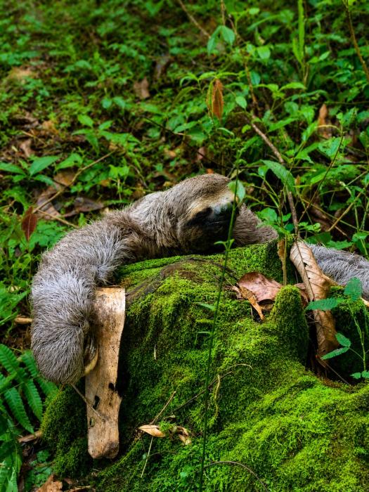 Pousada Rancho Da Preguiça