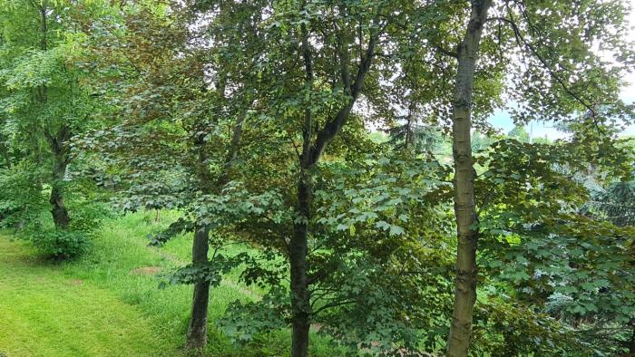 Arciszewskiego Forest View Apartment