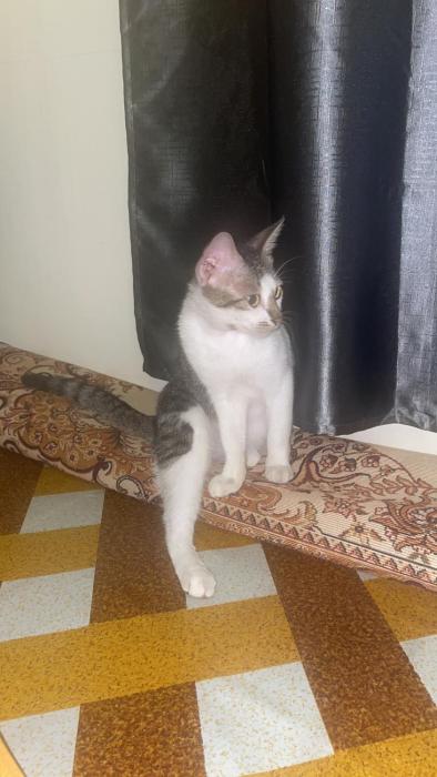 Hamsiah